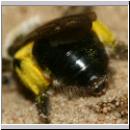 Andrena vaga - Weiden-Sandbiene -16- 02b ohne Stylops.jpg